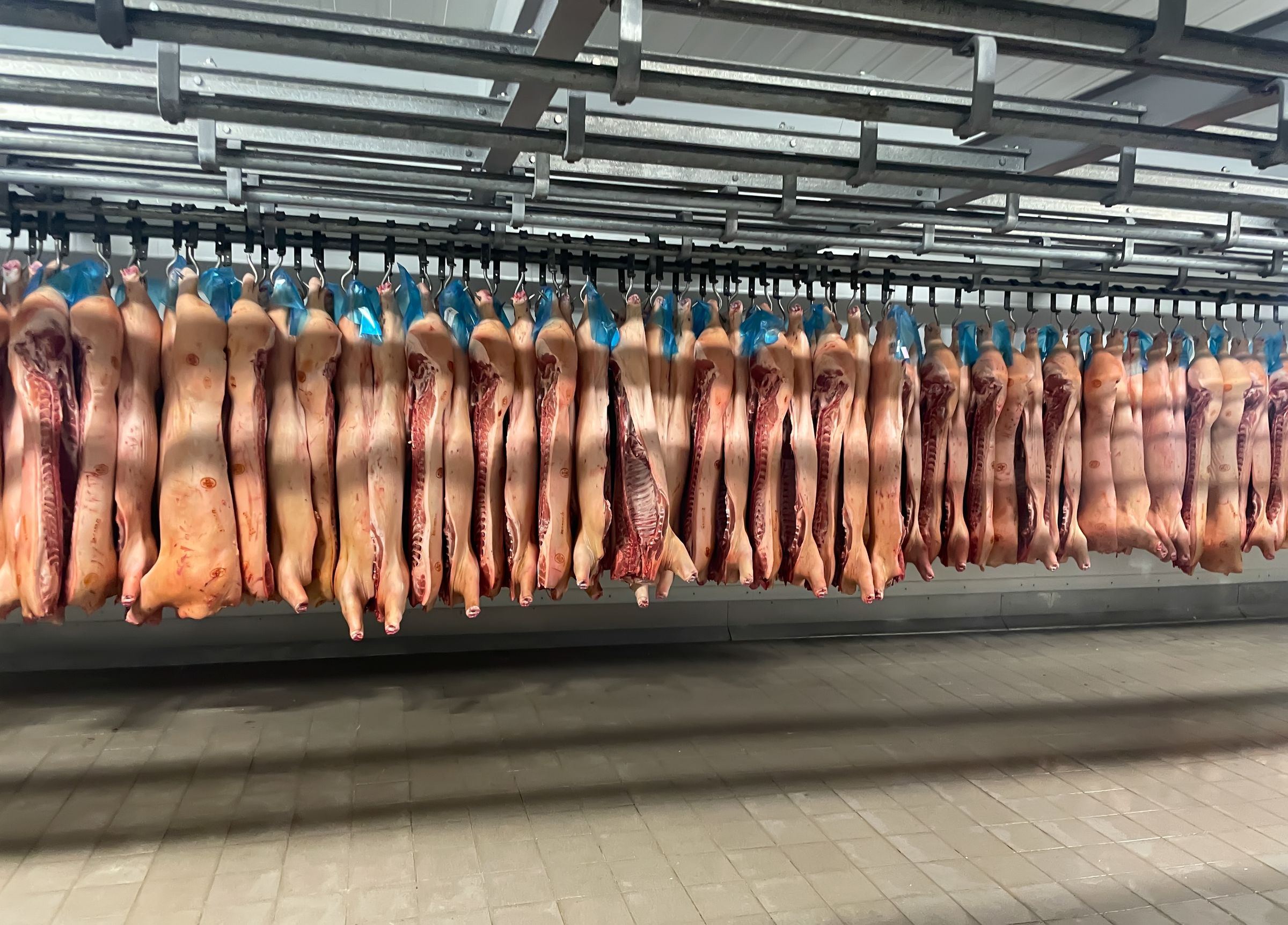Półtusze wieprzowe na hakach w chłodni